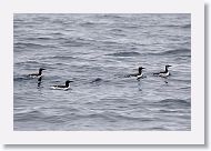 Common Murre