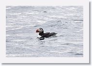 Atlantic Puffin