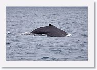 Humpback Whale