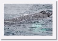 The pectotral fins of these Humpbacks are white on top as well as on bottom.