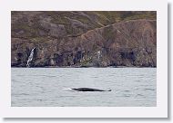 Minke Whale