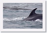 Minke Whale