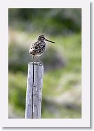 Common Snipe