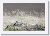 Standing in a very cold wind trying to photograph a distant Rock Ptarmigan.