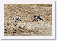 White Wagtails