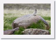 Rock Ptarmigan