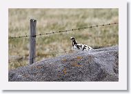 Rock Ptarmigan