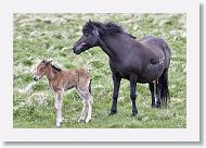 Google maps also knew we would want to see this newly born foal.