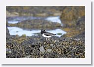 European Oystercatcher