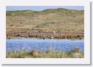 Mixed flocks in a pond further westward in a camp ground.