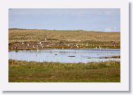 Arctic Terns