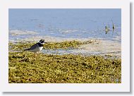 Common Ringed Plover