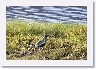 European Golden Plover