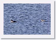 Red-throated Loons