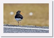 European Oystercatcher