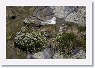 Northern Fulmar