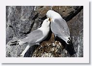 Black-legged Kittiwakes