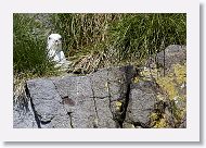 Northern Fulmar