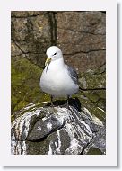 Black-legged Kittiwake