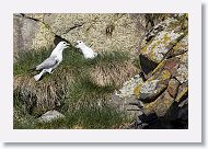 Northern Fulmar