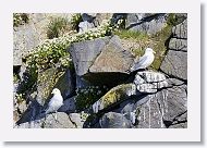 Black-legged Kittiwakes