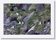 Northern Fulmars