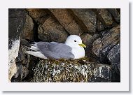 Black-legged Kittiwakes