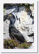 European Shag