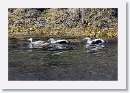 Common Eider