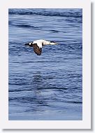 Common Eider