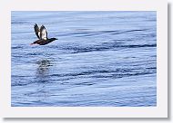 Black Guillemot