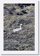 Greylag Goose