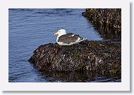 Great Black-backed Gull