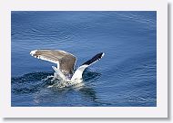 Great Black-backed Gull