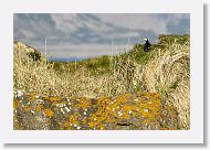 Atlantic Puffin