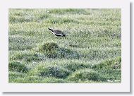 European Golden Plover