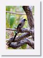 Grey Treepie