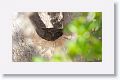 Tawny Fish Owl seen from elephant back