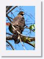 Crested Serpent Eagle