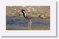 Red-wattled Lapwing