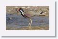 Red-wattled Lapwing