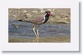 Red-wattled Lapwing