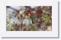 Chestnut-headed Bee-eater