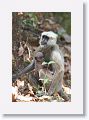 Hanuman or Common Langur