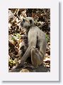 Hanuman or Common Langur