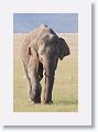 Asian Elephant