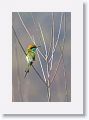 Green Bee-eater