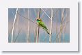 Green Bee-eater