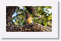 Rufous Treepie