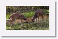 2 young male Spotted Deer practise at fighting